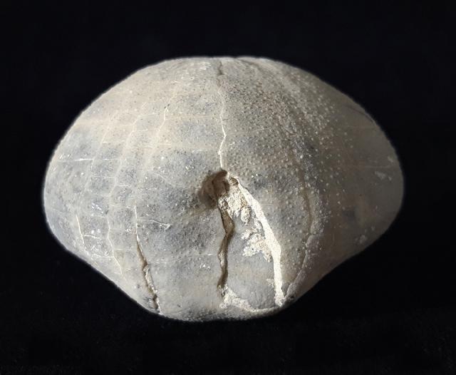 Micraster glyphus SCHLTER 1869 - Bild © FossNet FossilienStore